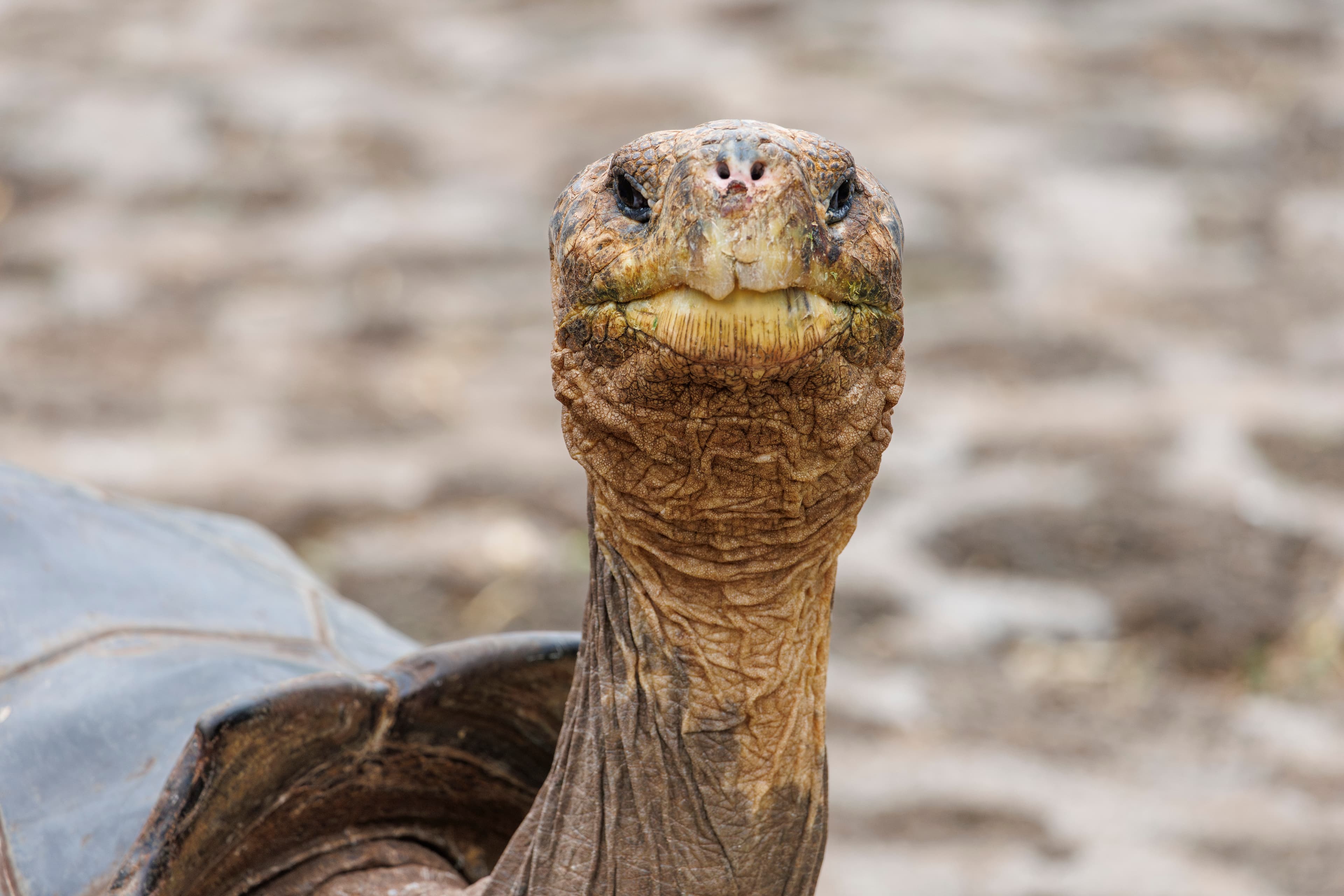 Galápagos — imagen 1