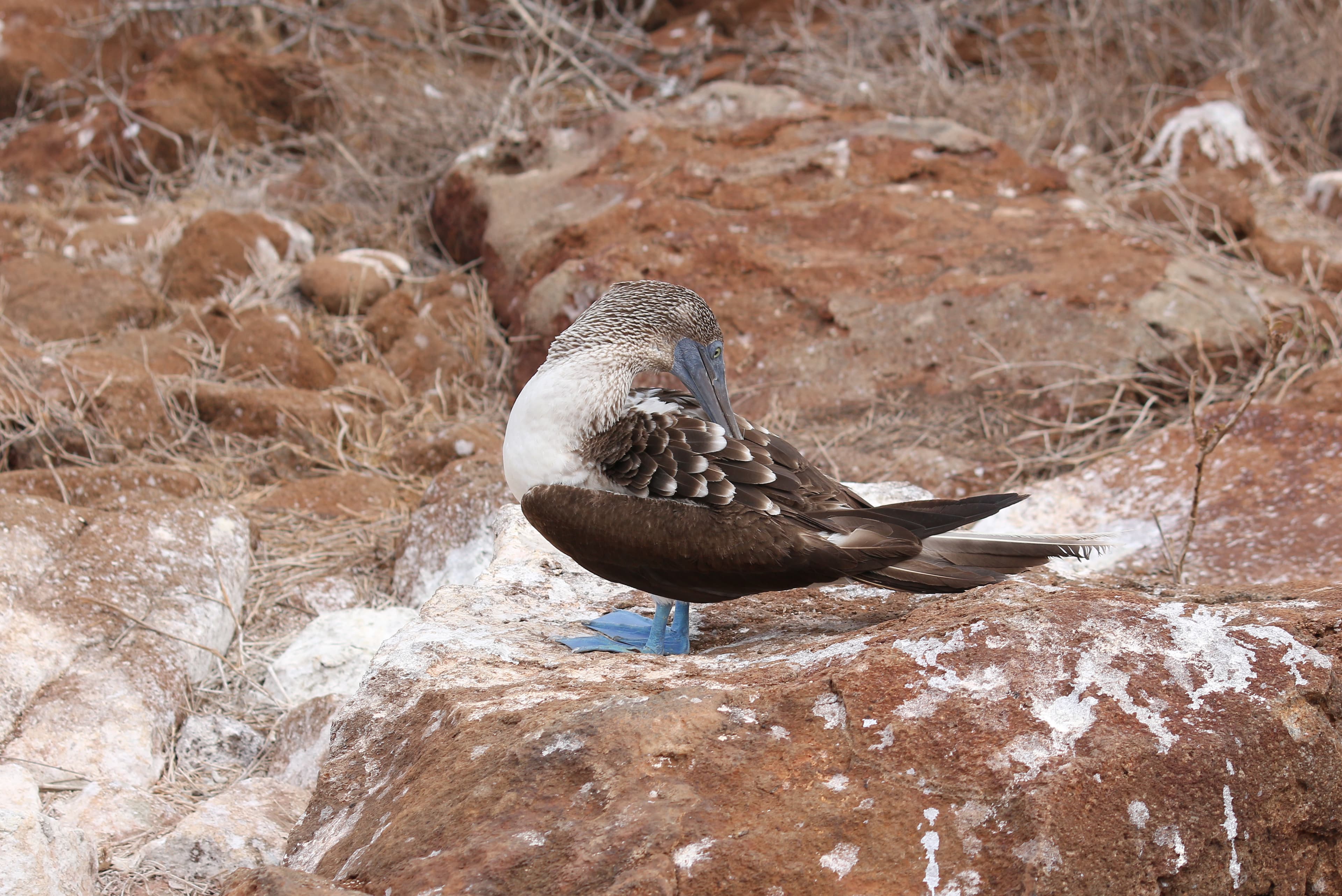 Galápagos — imagen 3