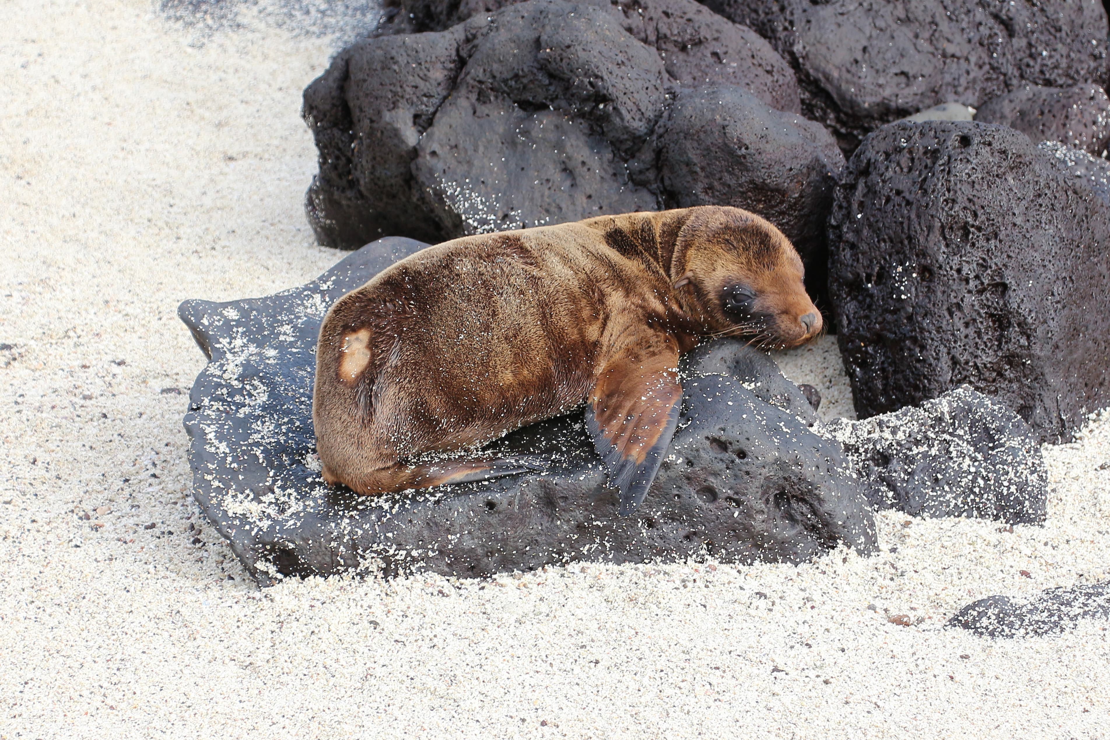 Galápagos — imagen 4